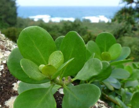Botanical Garden Kauai